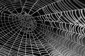 spider web 2